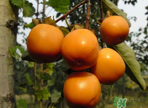 一天可以吃幾個(gè)柿子？柿子每天可以吃幾個(gè)？