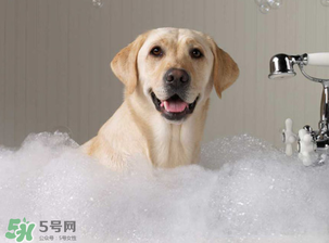冬天狗狗多久洗一次澡？狗狗冬天久洗一次澡？