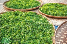 冬天濕氣重喝什么茶？濕氣重應(yīng)該喝這7款茶