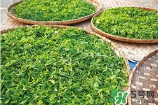 口含茶葉能治口臭嗎？口含茶葉有什么作用？