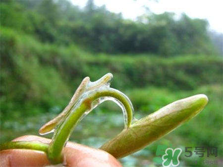莼菜的營養(yǎng)價(jià)值 莼菜的功效與作用