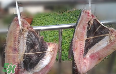新鮮魚(yú)怎么腌制咸魚(yú)塊？咸魚(yú)塊怎么腌制