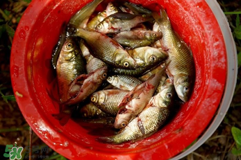 腌魚(yú)用什么容器？腌魚(yú)用什么裝？