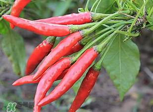 辣椒變紅能吃嗎？辣椒為什么會變紅？