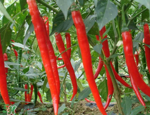 辣椒變紅能吃嗎？辣椒為什么會變紅？