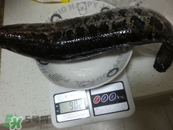 一斤魚可以做多少魚丸？一斤魚可以做幾個魚丸？