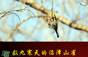 2017年三九四九是什么時(shí)候？2017年四九是哪天？