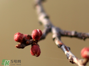 六九是幾號？2017年六九是哪天？
