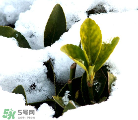 小寒是幾九？2017年小寒是幾九？