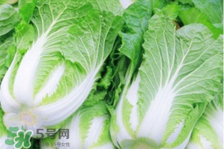2017過(guò)年白菜會(huì)漲價(jià)嗎？2017年春節(jié)白菜價(jià)格預(yù)測(cè)