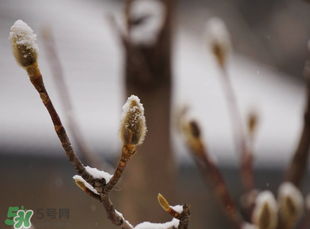 七九是哪一天？2017年七九是哪天？