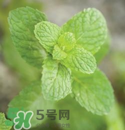 有狐臭不能吃什么食物？有狐臭的人不能吃什么