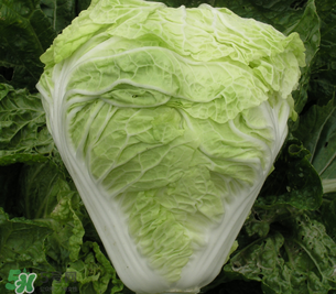 白菜葉子上的小黑點是什么？白菜葉子上有黑點能吃嗎？
