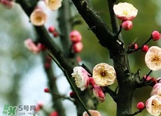 正月是臘月嗎？正月和臘月是幾月？