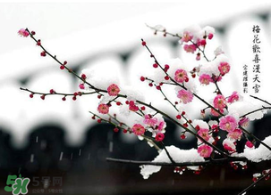 梅花可以放臥室嗎？梅花放在臥室風(fēng)水好嗎？