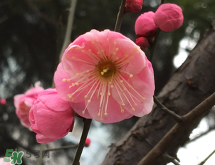 梅花可以放臥室嗎？梅花放在臥室風(fēng)水好嗎？