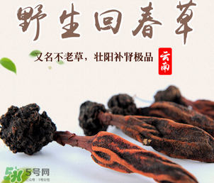 回春草多少錢(qián)一斤？回春草多少錢(qián)一克？
