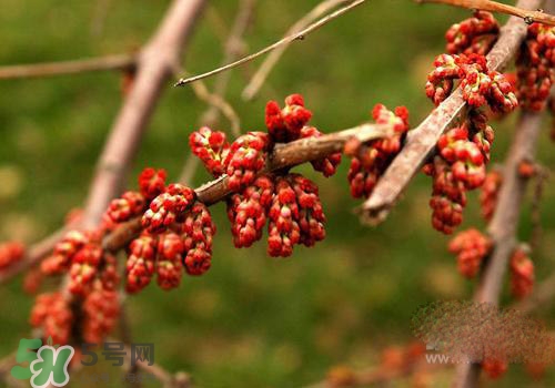 高血脂泡腳用什么藥好？高血脂用什么藥泡腳？
