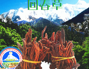 回春草多少錢(qián)一斤？回春草多少錢(qián)一克？