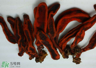 回春草有什么功效？回春草的功效與作用 