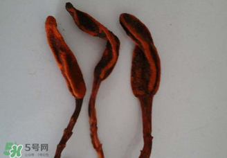 回春草有什么功效？回春草的功效與作用 