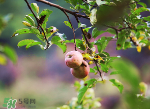 野蘋果可以泡酒嗎？野蘋果泡酒有什么功效？