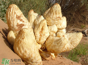 鎖陽和肉蓯蓉一起泡酒可以嗎？肉蓯蓉和鎖陽的區(qū)別