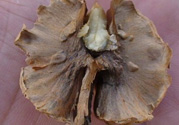 核桃分心木能泡幾次水？核桃分心木一次泡多少？