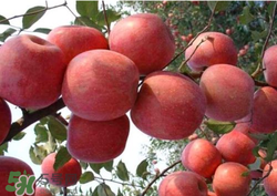 阿克蘇蘋(píng)果脆嗎？阿克蘇蘋(píng)果是粉蘋(píng)果還是脆蘋(píng)果？