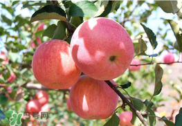 面蘋果和脆蘋果有什么區(qū)別？面蘋果和脆蘋果哪個營養(yǎng)大？