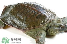 有乙肝可以吃甲魚嗎？乙肝患者禁吃甲魚