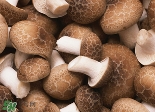 一歲寶寶可以吃香菇嗎？寶寶多大可以吃香菇？
