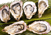生蠔多少錢一斤？生蠔一斤有幾個？