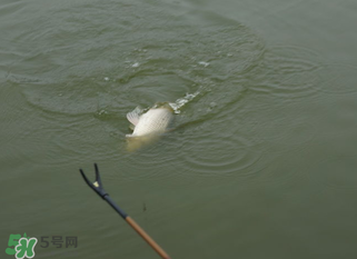 立春能釣魚嗎？立春好釣魚嗎？