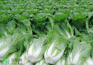 臘月吃什么蔬菜？臘月吃什么素菜？