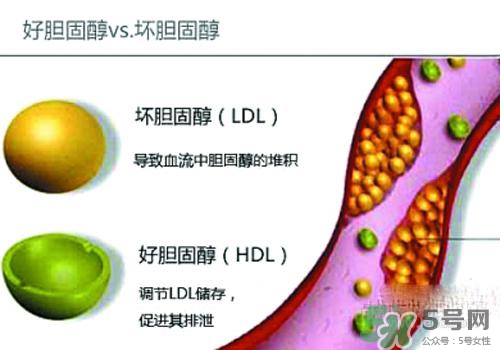 膽固醇高是血脂稠嗎？膽固醇高和血脂稠有什么聯(lián)系？