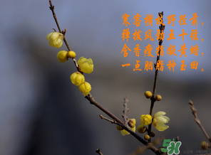 臘月有什么時候好日子？臘月有幾個黃道吉日？