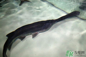 鴨嘴魚多少錢一斤？野生鴨嘴魚多少錢一斤？