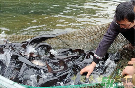 鴨嘴魚多少錢一斤？野生鴨嘴魚多少錢一斤？
