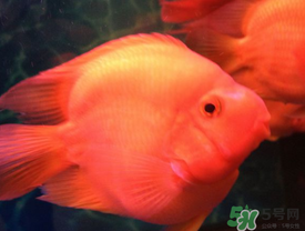 魚眼睛紅了怎么回事？魚眼睛變紅是什么原因？