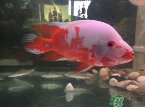 魚眼睛紅了怎么回事？魚眼睛變紅是什么原因？