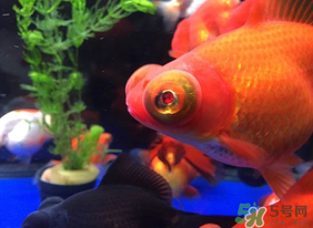魚眼睛紅了怎么回事？魚眼睛變紅是什么原因？