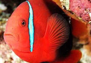魚眼睛紅了怎么回事？魚眼睛變紅是什么原因？