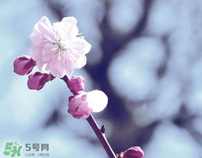 立春吃什么蔬菜？立春時(shí)令蔬菜推薦