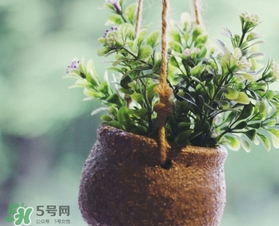 立春吃什么蔬菜？立春時(shí)令蔬菜推薦