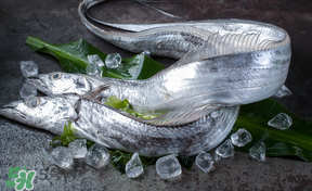 帶魚多少錢一斤？帶魚多少錢一箱？