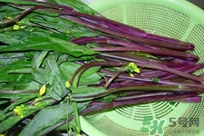 紅菜苔是苦的嗎？紅菜苔為什么有苦味？
