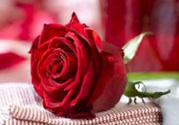 情人節(jié)送什么顏色的玫瑰花好？情人節(jié)送幾朵玫瑰花好？