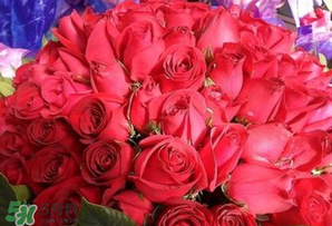 情人節(jié)送什么顏色的玫瑰花好？情人節(jié)送幾朵玫瑰花好？