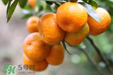 烤沙糖桔可以治咳嗽嗎？蒸沙糖桔可以治咳嗽嗎？
